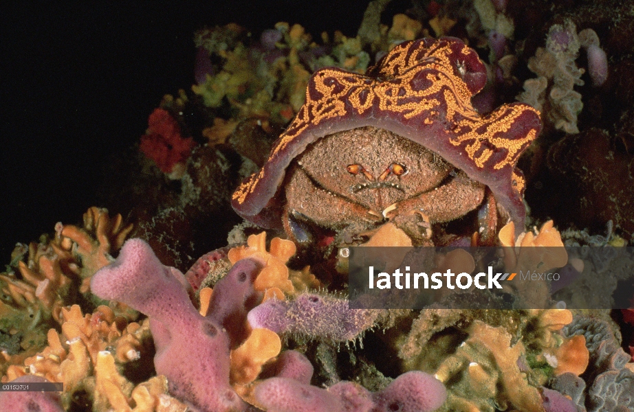 Cangrejo esponja (octodentata Austrodromidia) lleva compuestos coloración de un sombrero de lixiviac