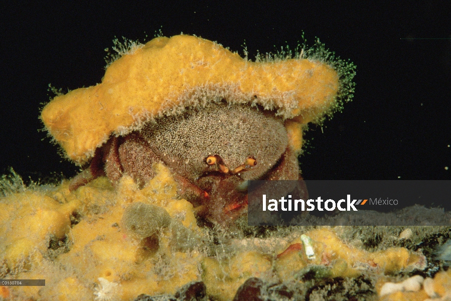 Cangrejo esponja (Austrodromidia octodentata) llevaba un sombrero de la esponja amarilla para el cam