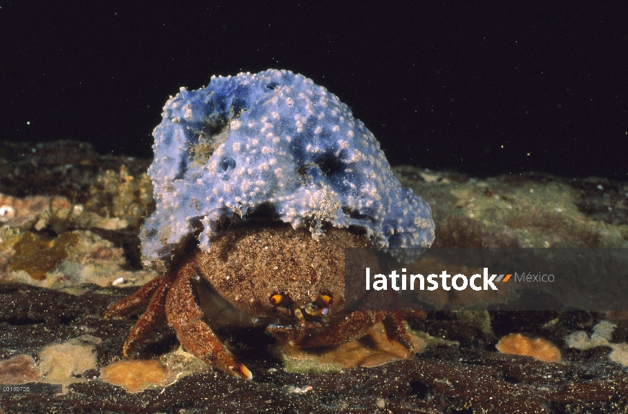 Cangrejo esponja (Austrodromidia octodentata) llevaba un sombrero de esponja azul para el camuflaje,