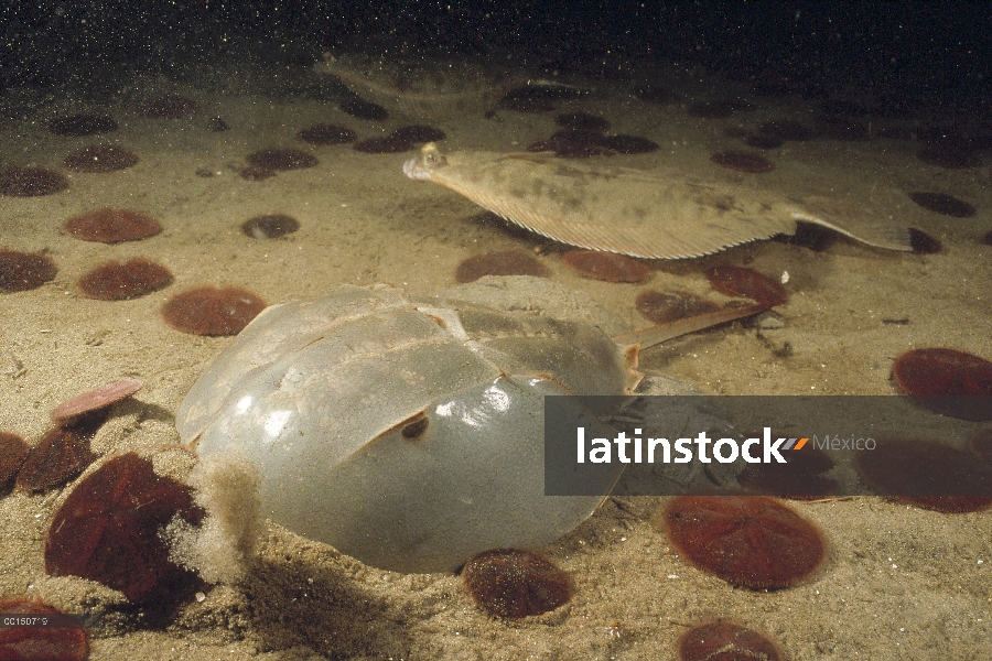 Cangrejo Herradura (Limulus polyphemus) arrastrándose a través de un lecho marino arena plagada de m