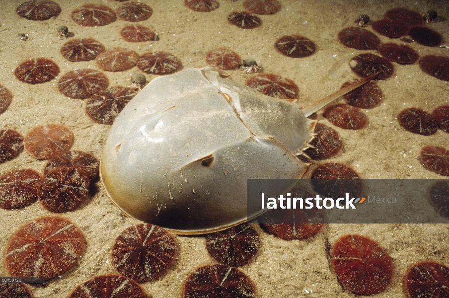 Cangrejo Herradura (Limulus polyphemus) arrastrándose a través de un lecho marino arena plagada de m