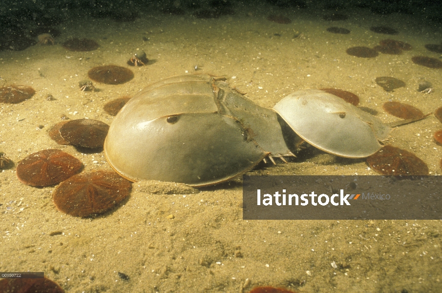 Cangrejo Herradura (Limulus polyphemus) macho a telson de una más grande hembra, él intentará aferra