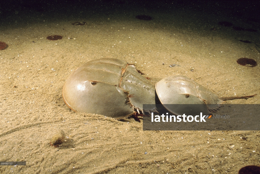 Cangrejo Herradura (Limulus polyphemus) macho a telson de una más grande hembra, él intentará aferra