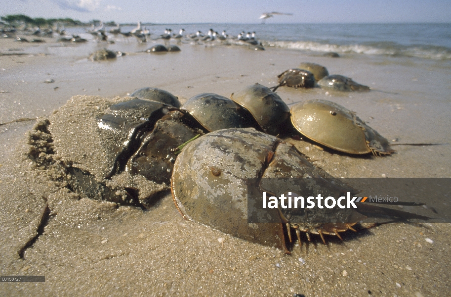 Cangrejo Herradura (Limulus polyphemus) grupo arrastrarse en tierra en las mareas altas de la primav