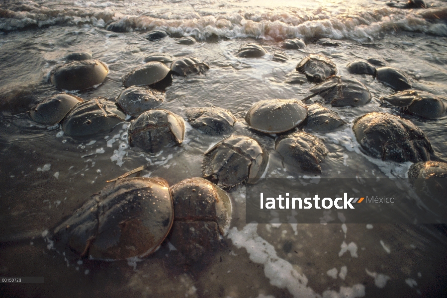 Cangrejo Herradura (Limulus polyphemus) grupo arrastrarse en tierra en las mareas altas de la primav