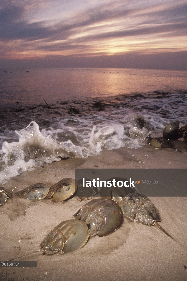 Cangrejo Herradura (Limulus polyphemus) grupo arrastrarse en tierra en las mareas altas de la primav