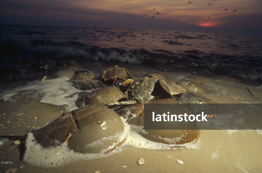 Cangrejo Herradura (Limulus polyphemus) grupo arrastrarse en tierra en las mareas altas de la primav