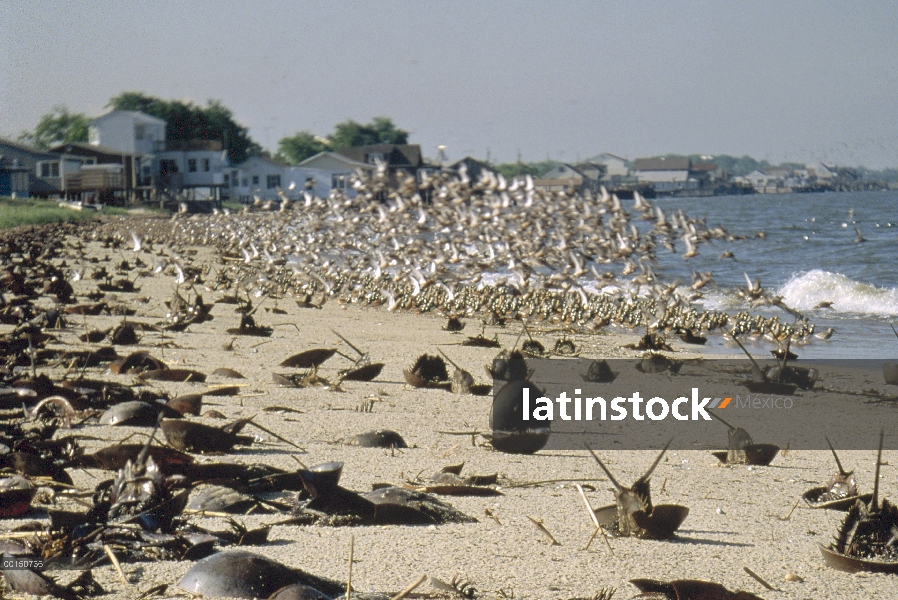 Herradura (Limulus polyphemus) desove y aves playeras hambrientas alimentándose de sus huevos, New J