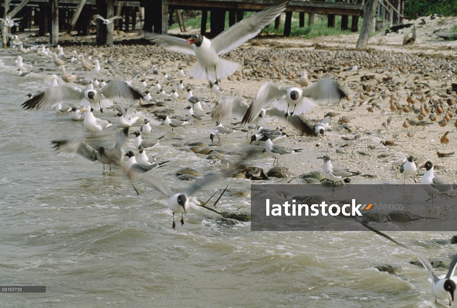 Laughing Gull (Leucophaeus atricilla) grupo esperando cerca de la orilla el desove cangrejos de herr