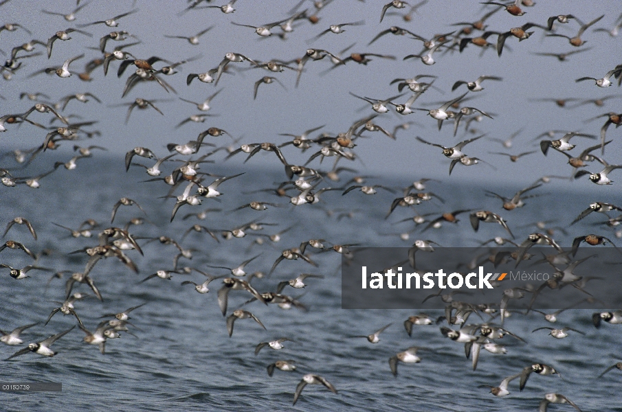 Dejar de aves playeras migratorias en la bahía de Delaware para alimentarse de huevos de cangrejo He