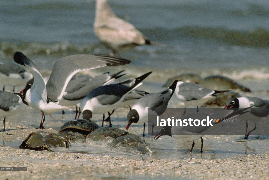 Riendo el Grupo Gaviota (Leucophaeus atricilla) cerca de la orilla esperando el desove cangrejos de 