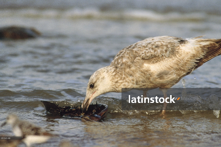 Juvenil de gaviota argéntea (Larus argentatus) comer la papada de un vuelco cangrejo Herradura (Limu