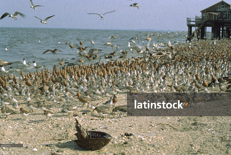 Aves playeras migratorias alimentándose de huevos de cangrejo Herradura (Limulus polyphemus) en la b