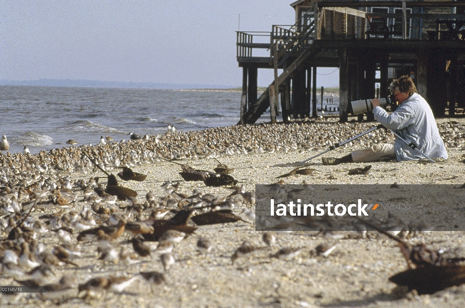 Fotógrafo y aves playeras migratorias que han dejado de alimentarse de huevos de cangrejo Herradura 