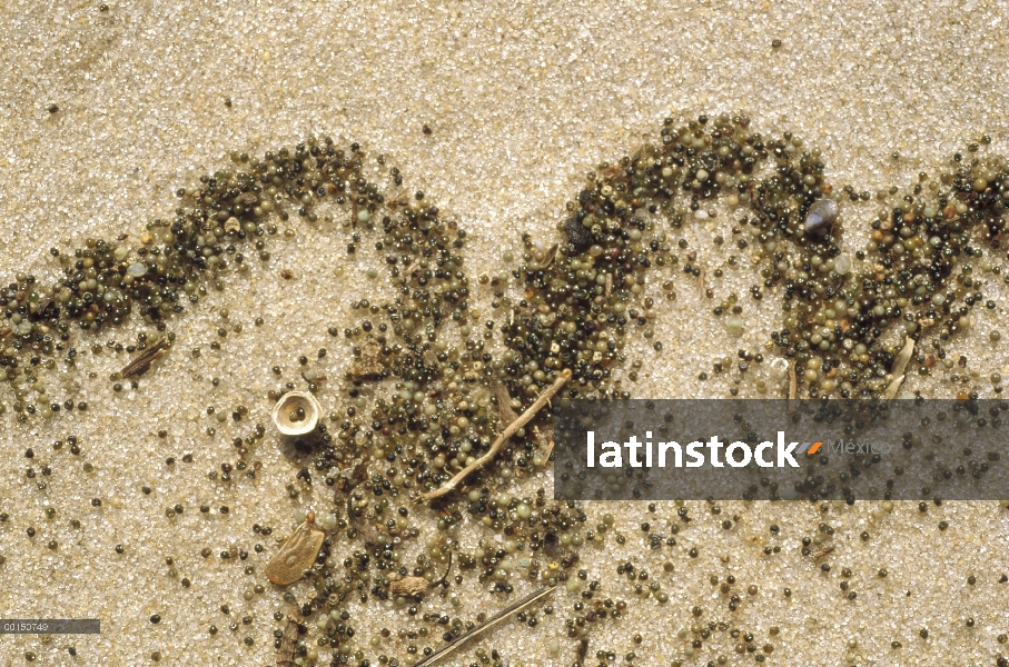 Patrón de una onda en la playa en huevos de cangrejo Herradura (Limulus polyphemus) que han sido des