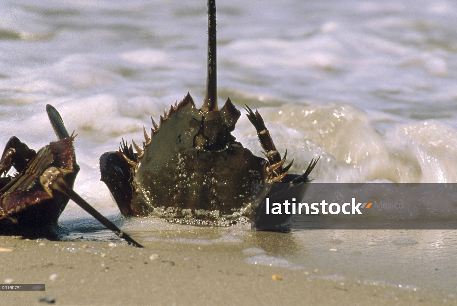 Cangrejo Herradura (Limulus polyphemus) par volcado por las olas y va a morir en el sol, New Jersey