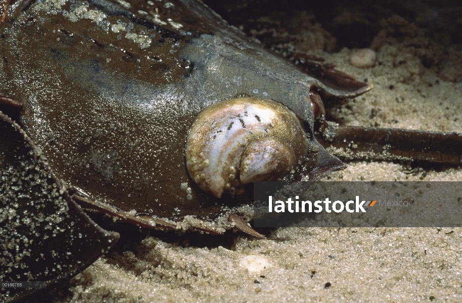 Cangrejo Herradura (Limulus polyphemus) con Lapa zapatilla americano (Banco fornicata) aferrado a su