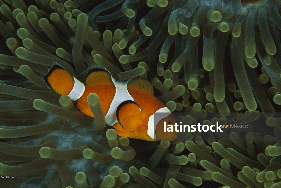 Peces payaso (Amphiprion ocellaris) viviendo en la anémona de mar magnífica (Heteractis magnifica), 