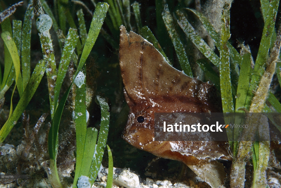 Pescado de avispa cacatúa (Ablabys taenianotus), estrecho de Lembeh, Indonesia