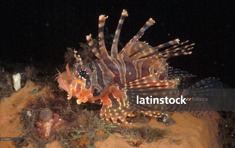 Pez león cebra (Dendrochirus zebra), Bali, Indonesia