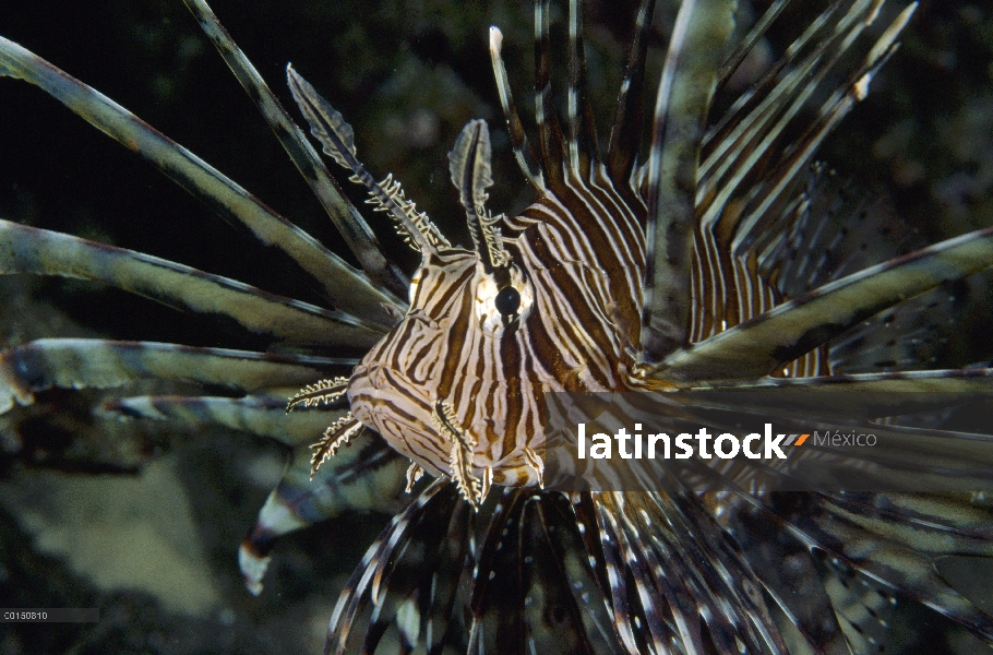 Pez león común (Pterois volitans) tiene rayas audaces para advertir depredadores de sus espinas vene