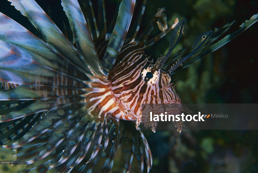 Pez león común (Pterois volitans), Bahía de Milne, Papua Nueva Guinea