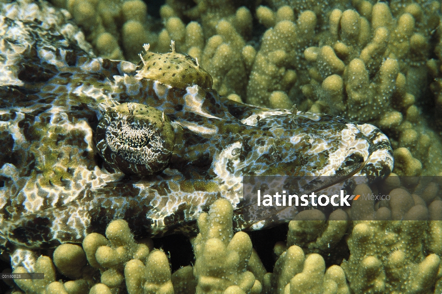 Crocodilefish de Beaufort (Cymbacephalus beauforti) camuflado en coral, estrecho de Lembeh, Indonesi