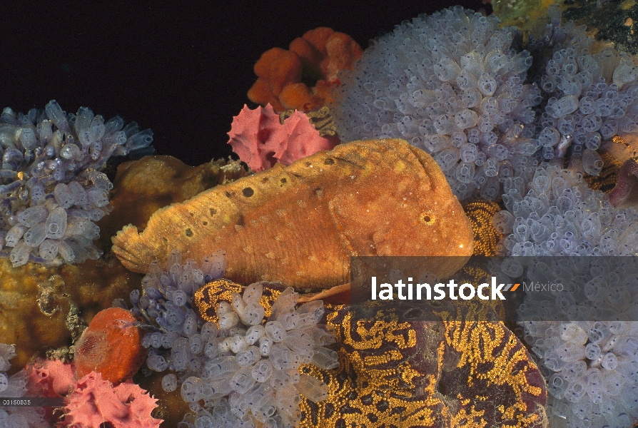 Prowfish verrugosa (Aetapcus maculatus) camuflado en Arrecife, Edithburgh, Australia