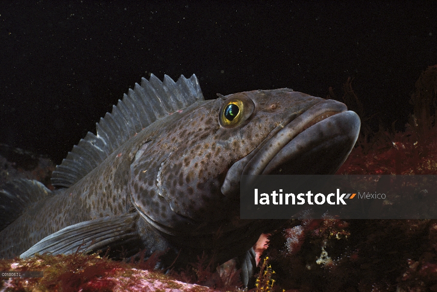 Bacalao (Ophiodon elongatus), Quadra Island, Columbia Británica, Canadá