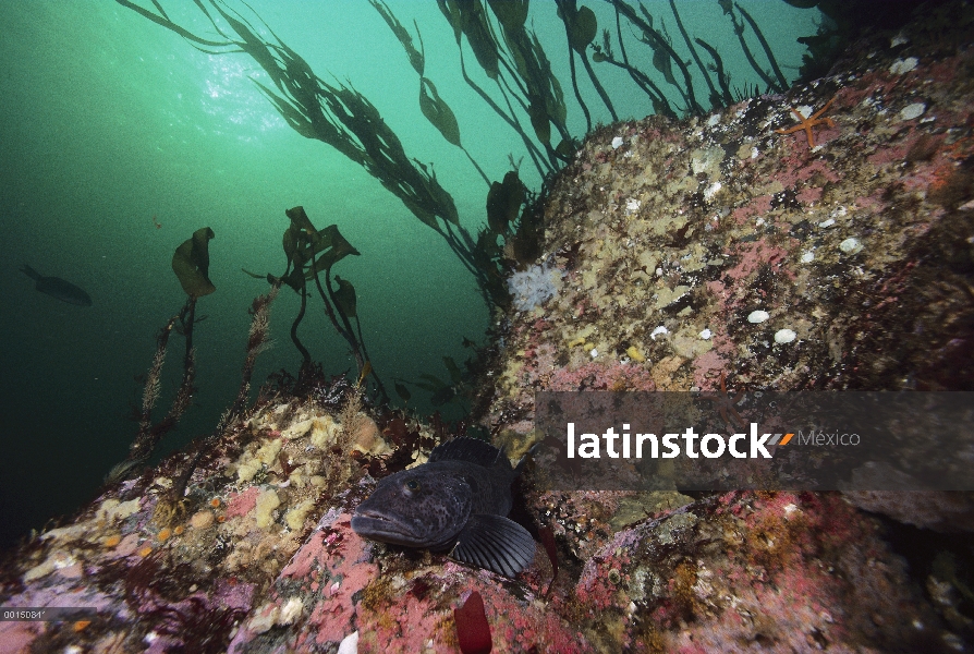 Bacalao (Ophiodon elongatus) entre las rocas, Quadra Island, Columbia Británica, Canadá