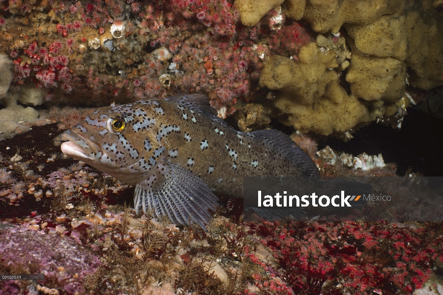 Quelpo Greenling (Hexagrammos decagrammus), Quadra Island, Columbia Británica, Canadá