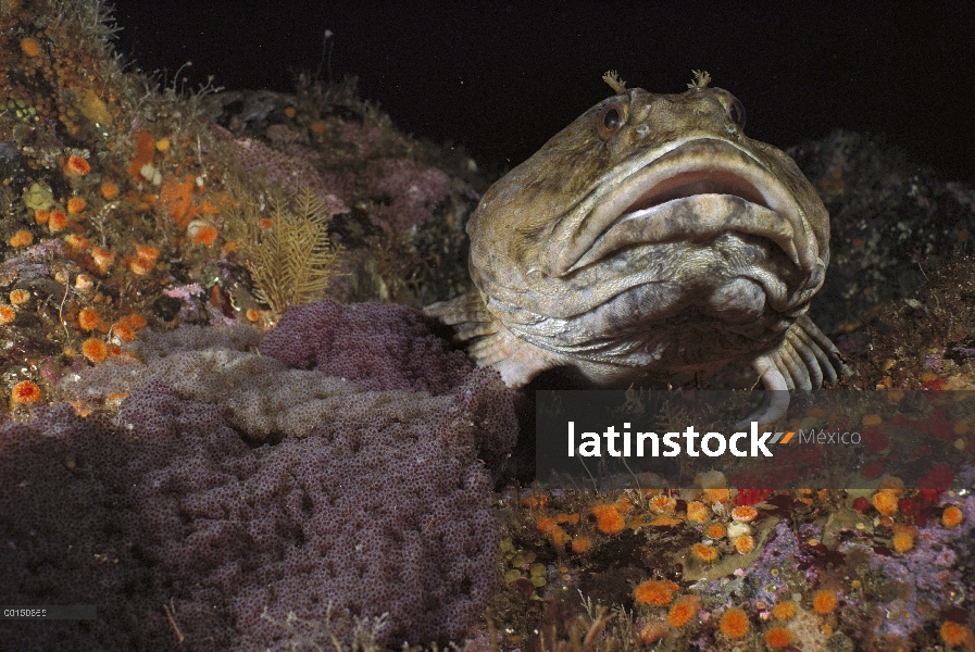 CABEZON (Scorpaenichthys marmoratus) guardar huevos, Quadra Island, Columbia Británica, Canadá