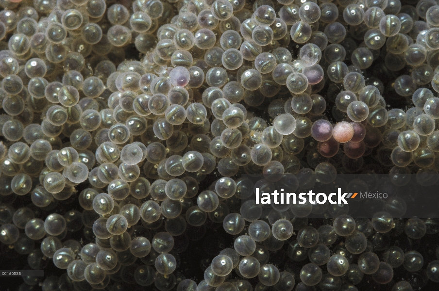 CABEZON (Scorpaenichthys marmoratus) huevos, Quadra Island, Columbia Británica, Canadá