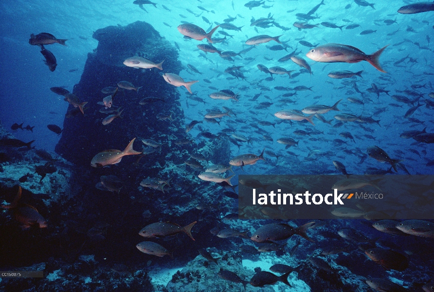 Creolefish Pacífico (Paranthias colonus) escuela de peces, corona del diablo, las Islas Galápagos, E