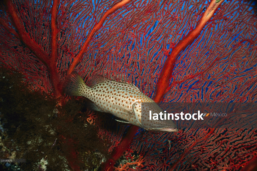 White-lined Rock Cod (Anyperodon leucogrammicus) delante de abanicos de mar, Bahía de Kimbe, Papua N