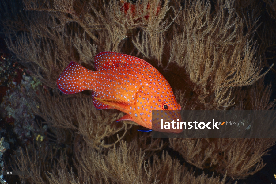 Mero coral (Cephalopholis Miltochrista), Tailandia