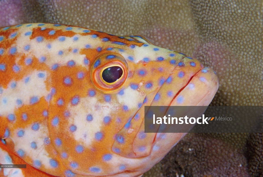 Mero coral (Cephalopholis Miltochrista) exhibe un patrón inusual coloración pálida en la oscuridad, 