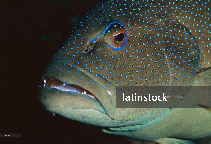 Retrato de mero (Plectropomus leopardus) leopardo, gran barrera de coral, Queensland, Australia