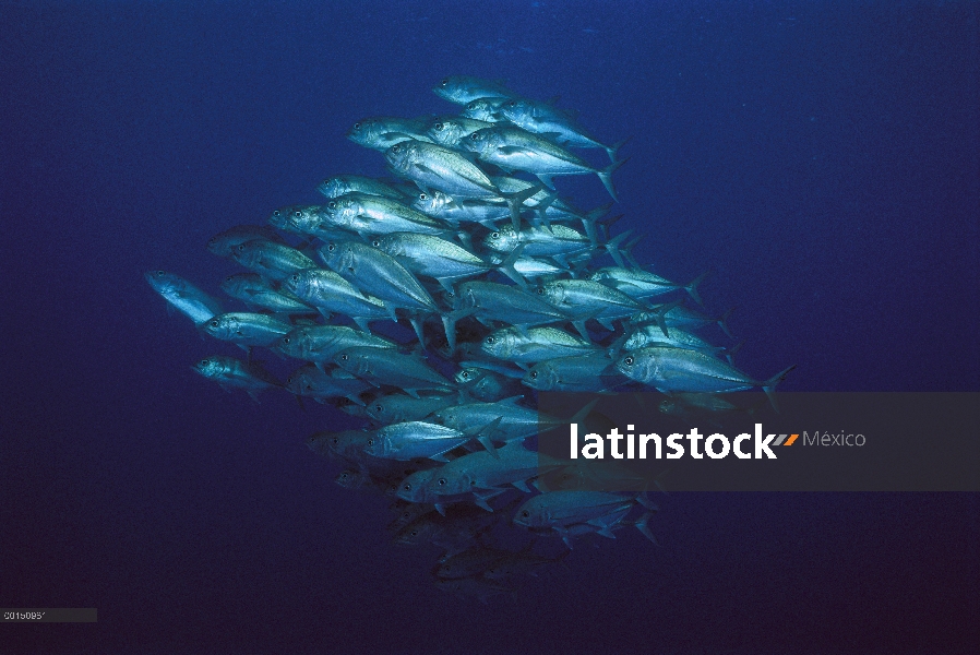 Patudo Trevally (Caranx sexfasciatus) formando una escuela densa, gran barrera de coral, Australia