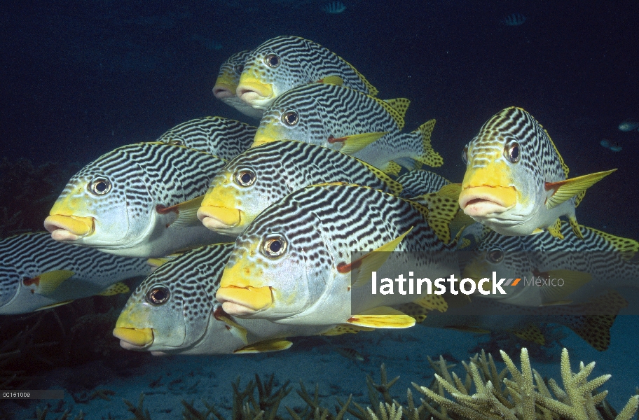 Banda diagonal escuela Sweetlips (Plectorhinchus lineatus), gran barrera de coral, Queensland, Austr