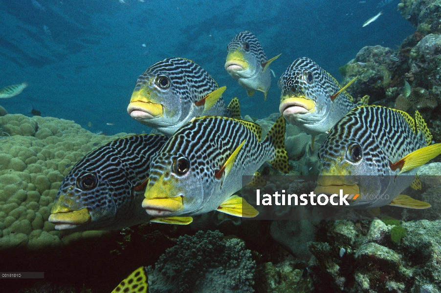 Banda diagonal Sweetlips (Plectorhinchus lineatus) escuela bajo el agua, gran barrera de coral, Quee