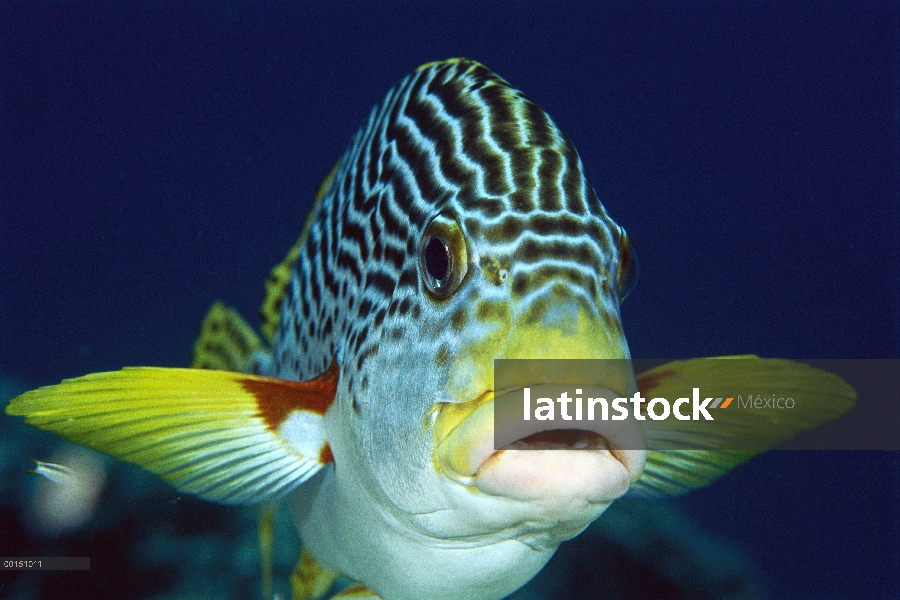 Banda diagonal Sweetlips (Plectorhinchus lineatus) retrato, gran barrera de coral, Queensland, Austr