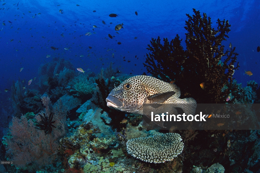 Banda diagonal Sweetlips (Plectorhinchus lineatus) cerca de arrecife de coral, Bahía de Milne, Papua