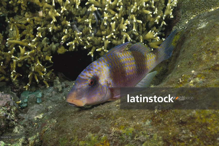 Doublebar cabra (forskalii bifasciatus) descansando en Arrecife por la noche, Bali, Indonesia