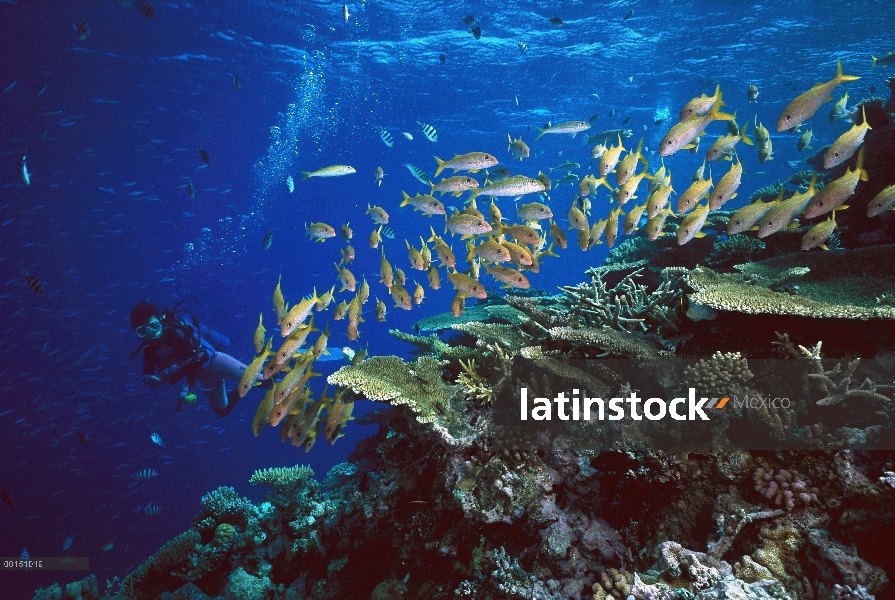 Escuela de atun salmonetes (Mulloides vanicolensis) cerca de arrecife de coral por buzo, a menudo se