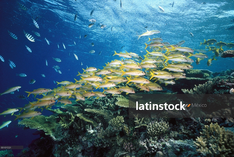 Atun salmonetes (Mulloides vanicolensis) a menudo se reúnen en grandes cardúmenes durante el día y s