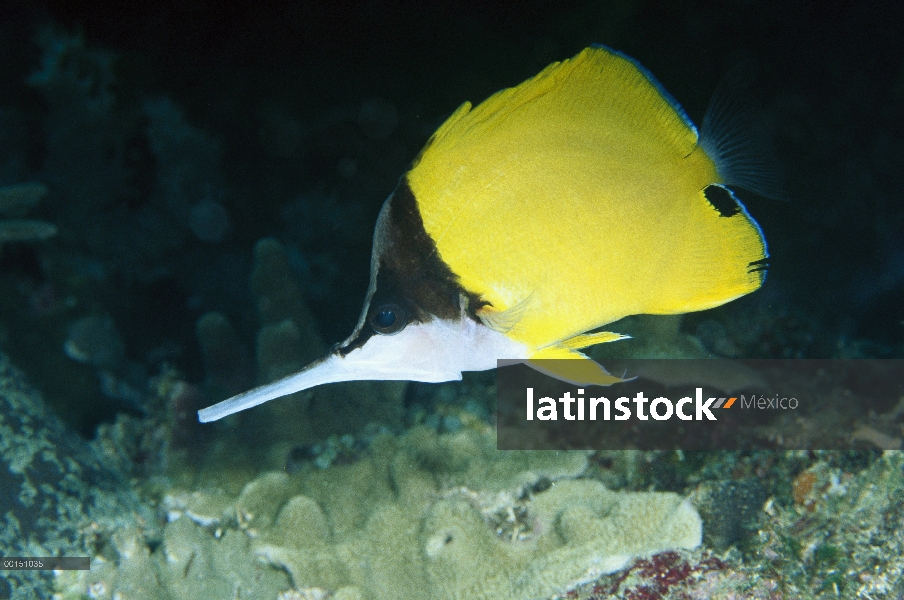 Longnose Butterflyfish (Forcipiger longirostris) bajo el agua, lado vista, Manado, North Sulawesi, I