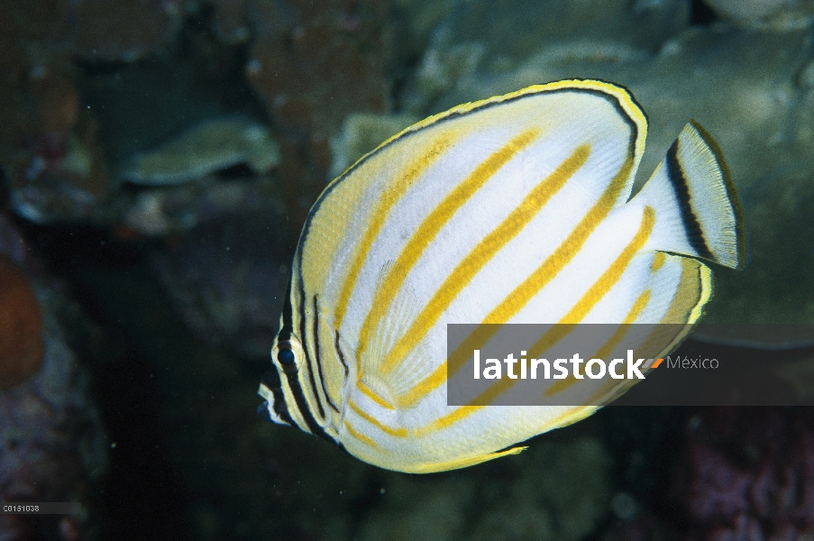 Adornado pez mariposa (Chaetodon ornatissimus), Manado, North Sulawesi, Indonesia