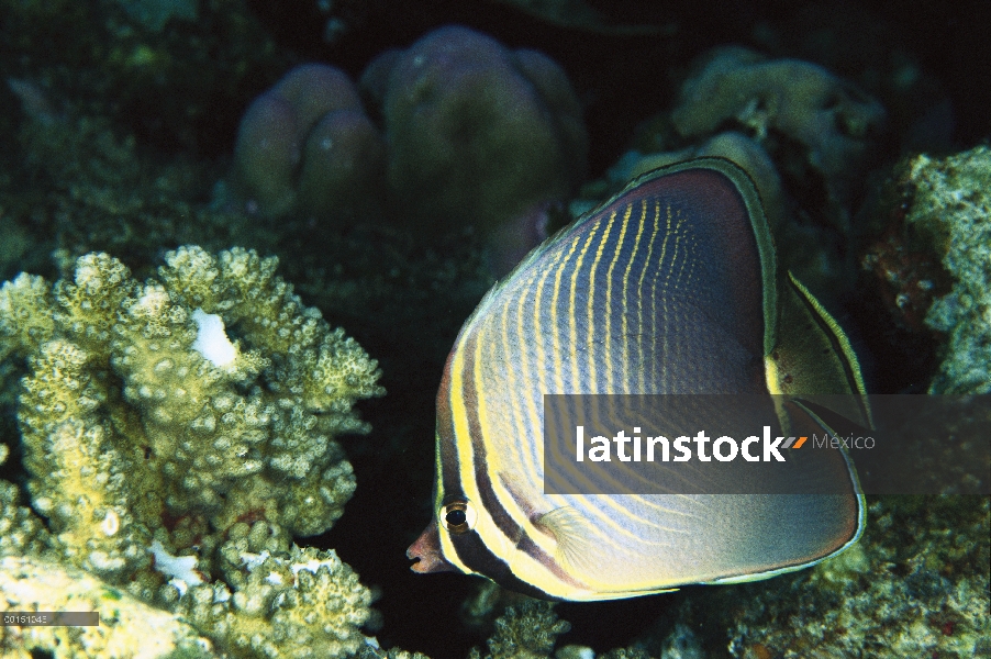 Retrato subacuático del pez mariposa (Chaetodon baronessa) triangular, Bali, Indonesia