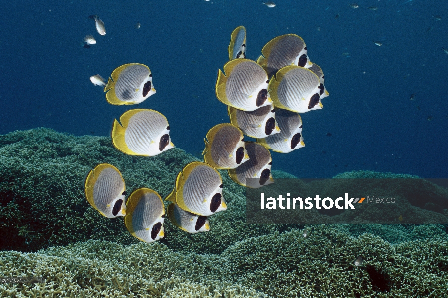 Escuela de Eyepatch Butterflyfish (Chaetodon adiergastos) a lo largo de arrecifes poco profundos, Ba